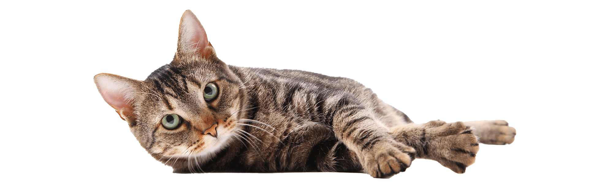 A reclining cat A reclining cat