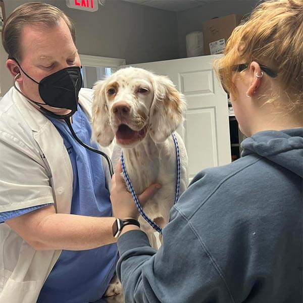 A long-haired dog being examined A long-haired dog being examined