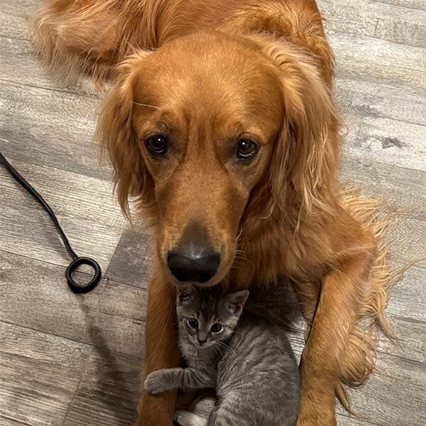 A dog and cat cuddling A dog and cat cuddling