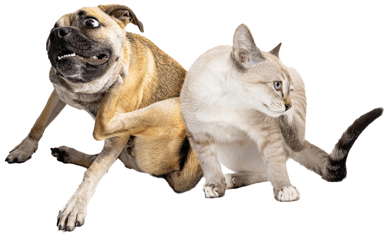 A dog laying down A dog laying down