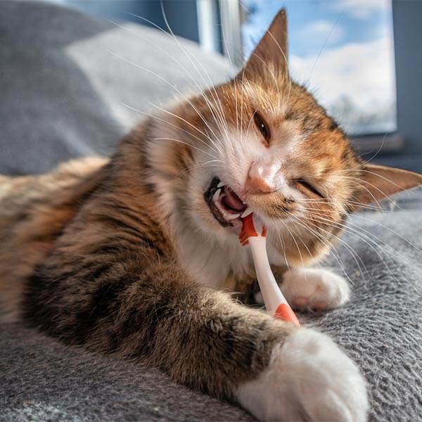 A cat with a tooth brush A cat with a tooth brush