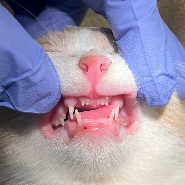 A cat patient's teeth A cat patient's teeth