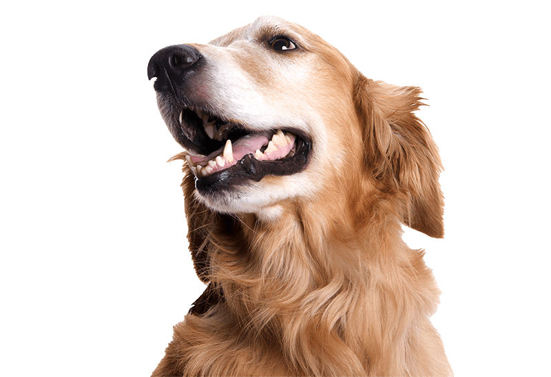 A smiling dog A smiling dog