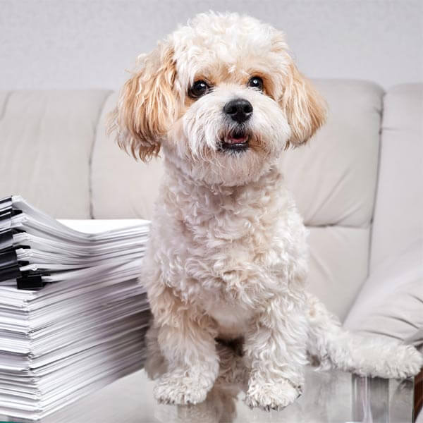 A dog with documents A dog with documents
