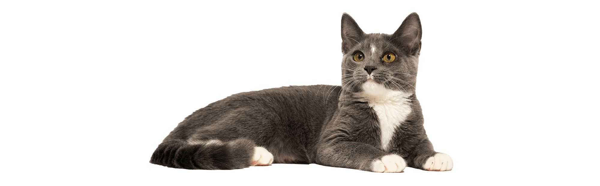 A grey and white cat A grey and white cat