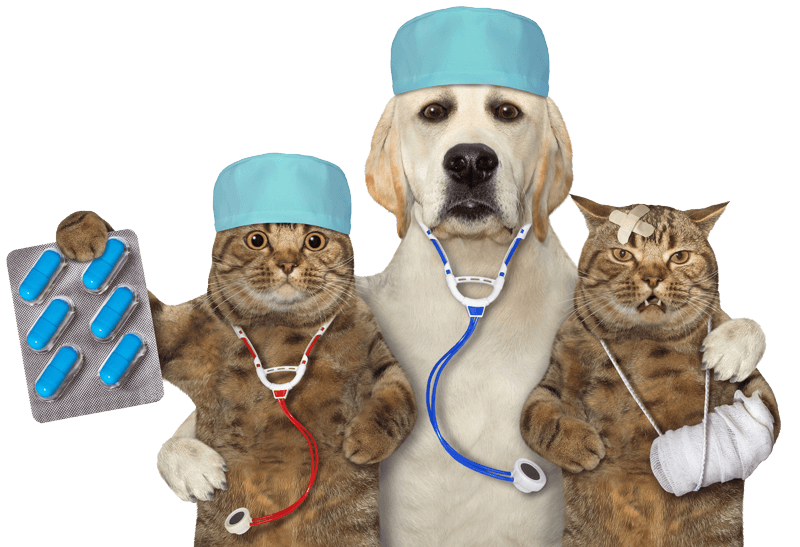 A dog and two cats in comedic poses A dog and two cats in comedic poses