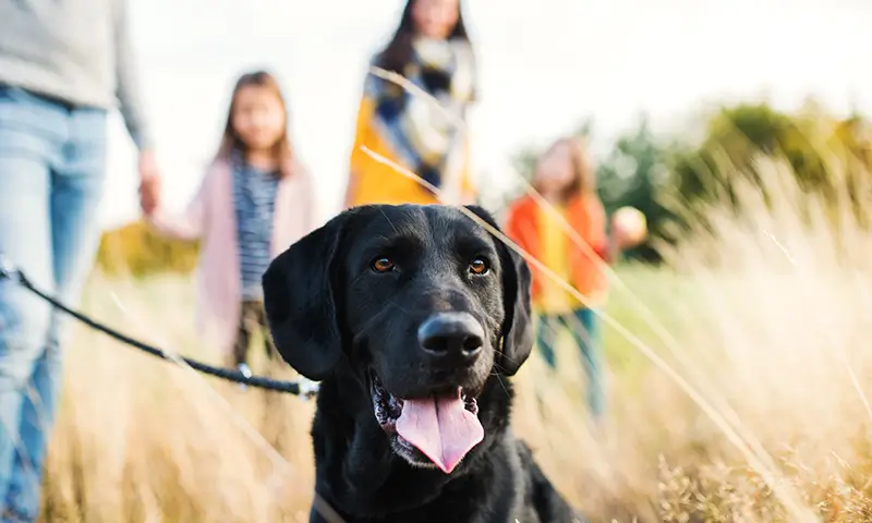 A black lab in a field