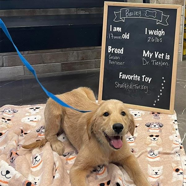 A golden retriever pup A golden retriever pup
