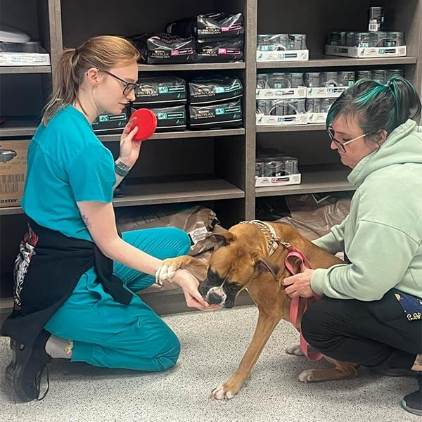 A boxer being given a treat A boxer being given a treat