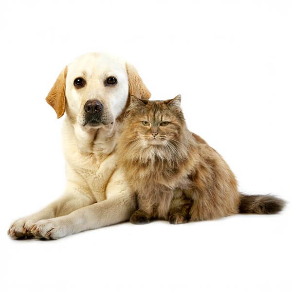 An older dog and cat An older dog and cat