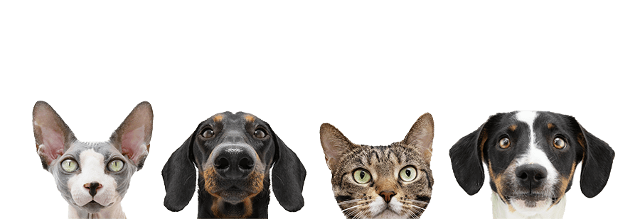 A puppy and cat A puppy and cat