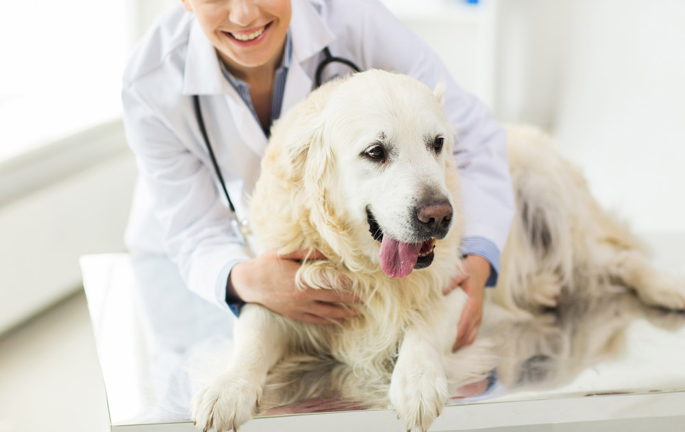 Pet Medical Services | Veterinarian in Powder Springs, GA | Dallas Highway  Animal Hospital