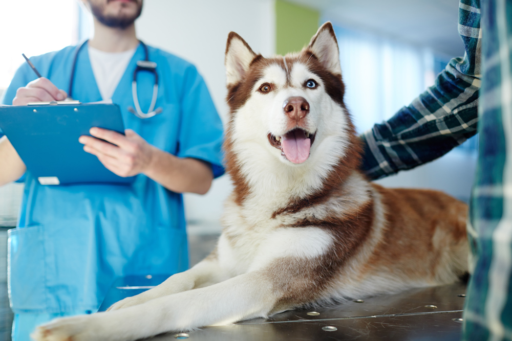 Veterinary Services | Dallas Hwy Animal Hospital | Powder Springs, GA
