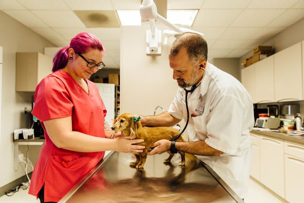 Hospital Tour | Veterinarian in Powder Springs, GA | Dallas Highway Animal  Hospital