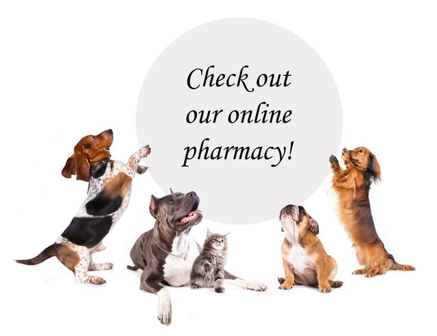 Online Pet Pharmacy | Veterinarians in Powder Springs, GA
